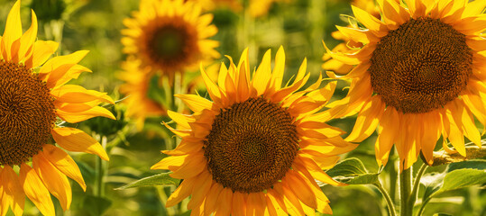 Fotomurales - Helianthus annuus, common sunflower crop in cultivated agricultural field in sunny summer afternoon