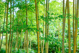 Fototapeta  - 竹林のある日本庭園の風景