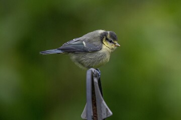 Poster - Closeup of adorable Eurasian blue tit perched on the top of metal pole on blur green background