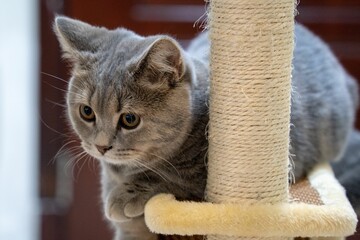 Poster - Cute gray British shorthair cat