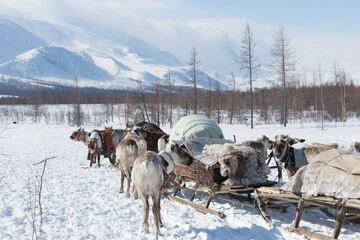 Wall Mural - Many reindeer harnesses loaded with property are moving to a new camp site