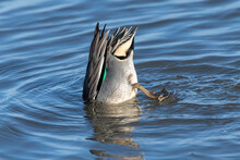 Duck In Water - Teal Dabbling