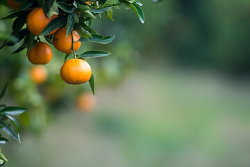 Jugosa naranja clementina madura en el árbol