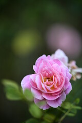 Wall Mural - a close-up photo of rose. suitable for use as cards, menus or flyers. in festivals, it can add elega