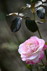 Wall Mural - a close-up photo of rose. suitable for use as cards, menus or flyers. in festivals, it can add elega