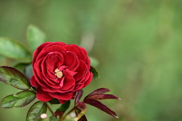 Wall Mural - A close-up photo of rose. Suitable for use as cards, menus or flyers. In festivals, it can add elegance and convey a good atmosphere.