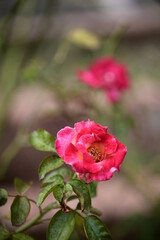 Wall Mural - A close-up photo of rose. Suitable for use as cards, menus or flyers. In festivals, it can add elegance and convey a good atmosphere.