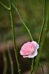 Wall Mural - a close-up photo of rose. suitable for use as cards, menus or flyers. in festivals, it can add elega