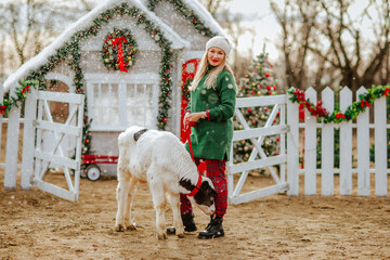 Blond lady in green winter sweater and hat posing with small bull against Christmas ranch with decorations. Holiday concept