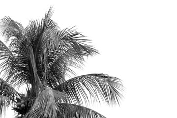 Fototapete - Silhouette plam or coconut tree branch isolated with white background and with clipping path.
