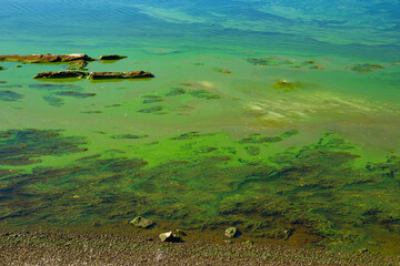 Rocky shore of a reservoir with algae and green blooming water