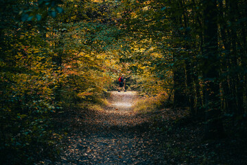 Wall Mural - scout de france dans une forêt en automne