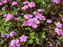 The Rock Soapwort Or Tumbling Ted (Saponaria Ocymoides) Flowering With Pink Five-pettalled Flowers That Are Arranged In Groups At The Ends Of Branches
