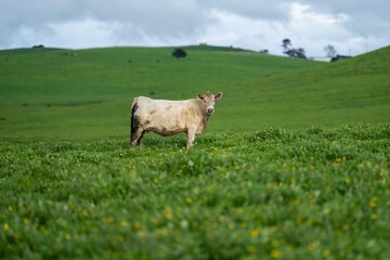 Wall Mural - Stud Angus, wagyu, speckle park, Murray grey, Dairy and beef Cows and Bulls grazing on grass and pasture in a field. The animals are organic and free range, being grown on an agricultural farm in Aust