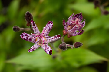 Wall Mural - flowers and buds of toad lily, close-up, top view