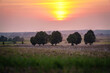 Polski krajobraz pól uprawnych o zachodzie słońca