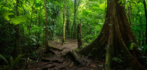 Sticker - Rain forest in Central America