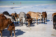 cows play on the beach near the water
