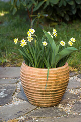 Canvas Print - The daffodil, Narcissus pseudonarcissus