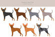 Prague Ratter clipart. All coat colors set.  All dog breeds characteristics infographic