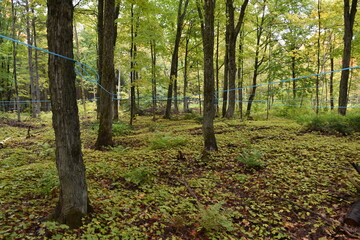 Wall Mural - A sugar bush in early autumn, Sainte-Apolline, Québec, Canada