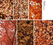 Autumn vector leaf illustration with room for copy space