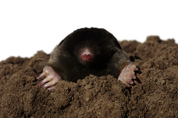 Wall Mural - European mole isolated on white