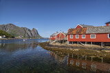 Fototapeta Tęcza - Rorbuers by the harbour at Reine, Moskenesoya, Lofoten Islands, Nordland, Norway