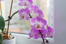 Indoor Pink Flower Orchid In A Pot Is On The Windowsill By The Window.