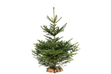 Christmas Tree On White Background Without Decoration. Small Fir Tree On A Log