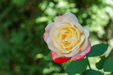 Wall Mural - A soft close-up of beautiful Double Delight rose. Luxurious purple rose with yellow heart. Lyrical portrait on dark blurred background of emerald greenery. Selective focus.