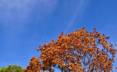 Canvas Print - autumn leaves against blue sky