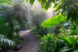 Dżungla, las deszczowy