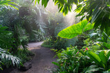 Fototapeta Desenie - Dżungla, las deszczowy