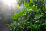 Fototapeta Tęcza - Las deszczowy w szklarni