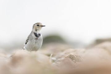 Wall Mural - A juvenile white wagtail (Motacilla alba) foraging along a lake in Berlin.