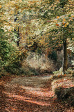 Fototapeta Na drzwi - Jesień w lesie
