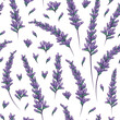 Vector seamless pattern with illustration of lavender isolated on white. For fabric design, textile, essential oil design, wrapping paper decoration.