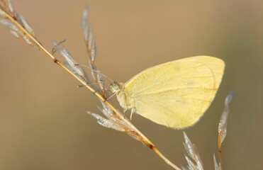 Sticker - Closeup of a Cabbage white butterfly perched on thin branch.