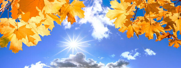 Wall Mural - autumn yellow leaves close-up against the blue sky and sunbeams. Bright yellow tree leaves on a warm October day. Autumn framing of orange leaves