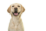 Fototapeta Zwierzęta - Portrait of a blond labrador retriever dog looking at the camera with a big smile isolated on a white background
