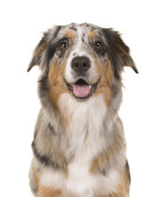 Portrait Of A Pretty Blue Merle Australian Shepherd Dog Looking Straigth At The Camera With Open Mouth On A White Background
