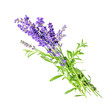 Lavender isolated on white or transparent background. 