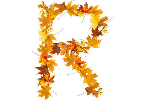 Letter made out of autumnal forest Leaves