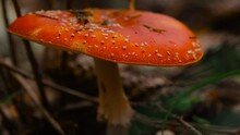 4K Slow Motion Macro Environment Footage. Fly Agaric Amanita Muscaria Poisonous Mushroom In Autumn Scenery. Beautiful Dangerous But Useful In Microdosing Red Mushroom With White Spots On Cap.