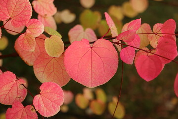 cercidiphyllum japonicum, a tree with deciduous pink leaves that smell like cotton candy or caramel