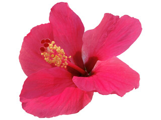 Pink Hibiscus Flower transparent background