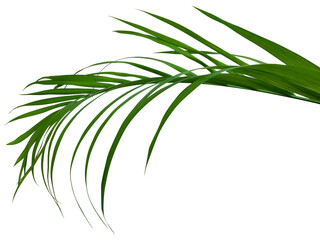 green leaf transparent background