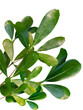 green leaf transparent background