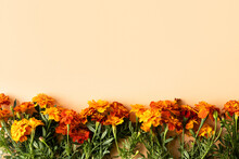 Orange Flowers Marigolds On An Orange Background, Autumn Concept